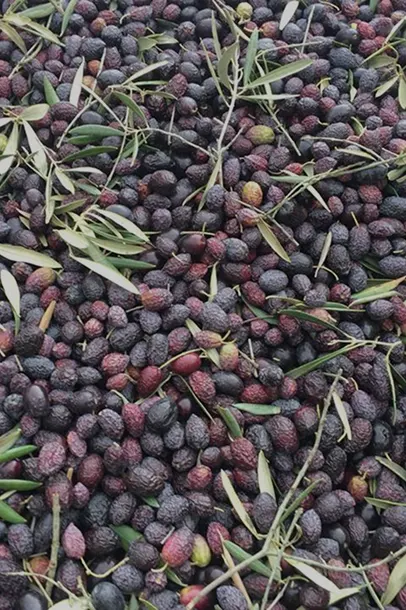 Montón de aceitunas recién cosechadas con hojas de olivo entre ellas