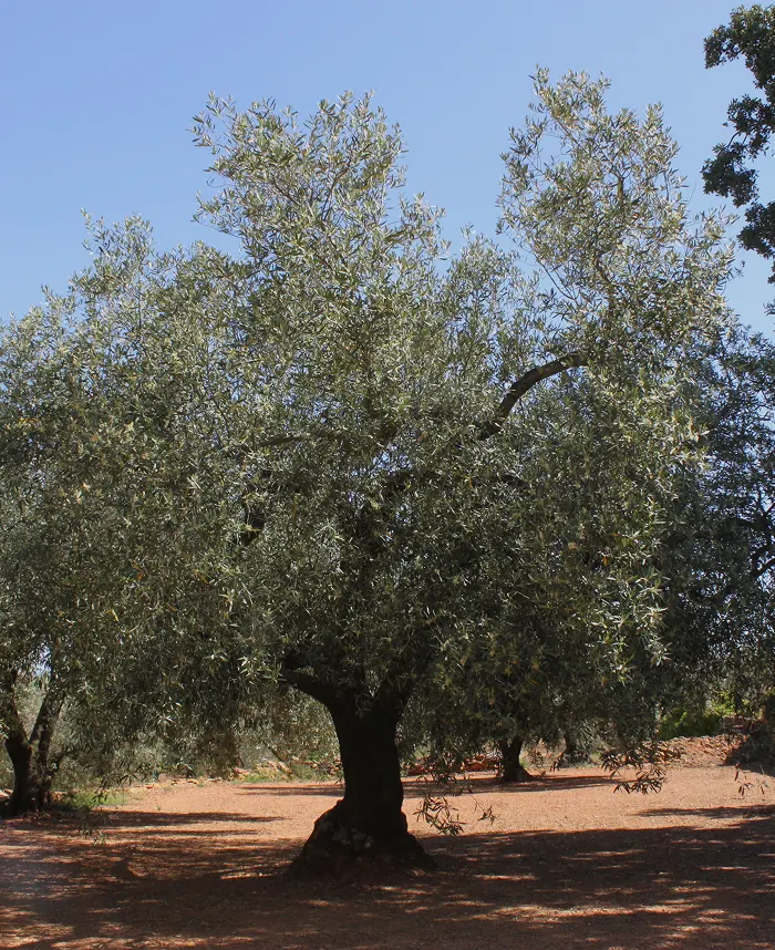 Olivo centenario en medio del campo un día despejado