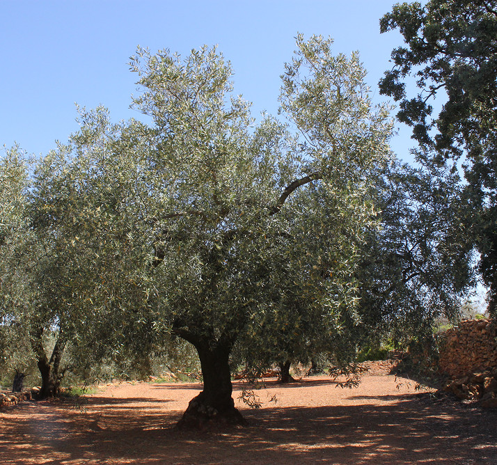Olivo