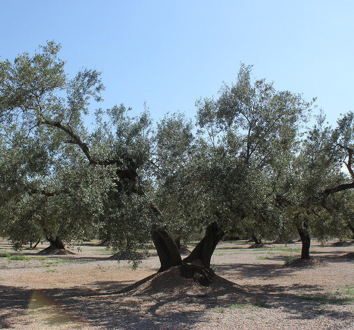 Olivo