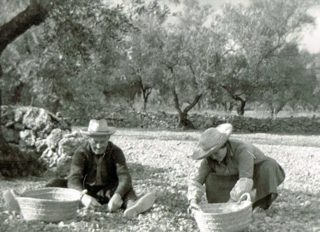 Dos personas recogiendo aceituna a mano entre los olivos