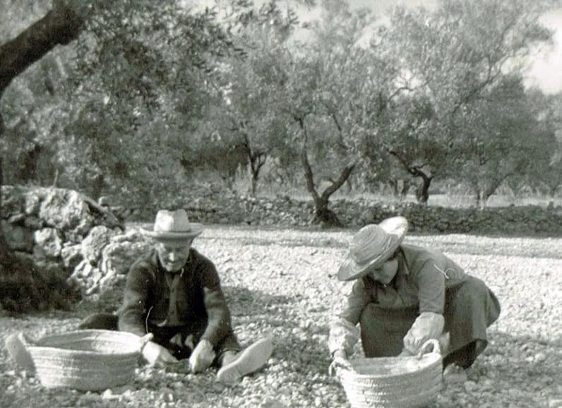 Dos agricultores recogiendo aceitunas en cestos de mimbre